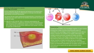 Control por retroalimentación de las respuestas
del macrófago y del neutrófilo
Se han implicado más de dos docenas de factores en el control de la
respuesta del macrófagoa la inflamación se cree que cinco de ellos
desempeñan funciones dominantes
Las causas de esta mayor producción de granulocitos y monocitos en la
médula ósea son sobre todo los tres factores estimulantes de colonias
uno de las cuales
 GM-CSF, G-CSF y M-CSF, TNF, IL-1 factores estimuladores de
colonias constituye un poderoso mecanismo de retroalimentación
que comienza con la inflamación tisular y conduce a la formación
de un gran número de leucocitos defensivos que ayudan a eliminar
la causa de la inflamación Formación del pus
Cuando los neutrófilos y los macrófagos engullen un gran número
de bacterias y tejido necrótico prácticamente todos los
neutrófilos y los macrófagos mueren. Después de varios días se
excava a menudo una cavidad en los tejidos inflamados. Esta
cavidad contiene porciones variables de tejido necrótico,
neutrófilos muertos, macrófagos muertos y líquido tisular.
Esta mezcla se llama pus cuando la infección se ha suprimido las
células muertas y el tejido necrótico del pus se autolisan
gradualmente a lo largo de un período de días y los productos
finales son finalmente absorbidos por los tejidos vecinos y por la
linfa hasta que la mayoría de los signos de lesión tisular
desaparecen
 
