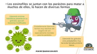 • Los eosinofilos se juntan con los parásitos para matar a
muchos de ellos, lo hacen de diversas formas
Liberando enzimas
hidrolíticas presente en su
gránulos, que son
lisosomas modificados
Probablemente liberando
formas muy reactivas del
oxigeno de son
especialmente mortales
para los parásitos
Liberando los gránulos
unos polipéptidos muy
larvicida llamada proteína
básica
 