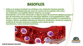 • Están en la sangre circulante son similares a los mastocitos tisulares grandes
localizados inmediatamente por fuera de muchos de los capilares del cuerpo.
Los mastocitos y los basófilos liberan heparina a la sangre
Desempeñan una función destacada en algunos tipos de reacciones alérgicas porque el
tipo de anticuerpo que provoca las reacciones alérgicas, la inmunoglobulina E (IgE),
tiende a unirse a los mastocitos y los basófilos hace que el basófilo o el mastocito se
rompan y liberen cantidades elevadas de histamina, bradicinina, serotonina, heparina,
sustancia de reacción lenta de la anafilaxia (una mezcla de tres
leucotrienos) y varias enzimas lisosómicas.
BASOFILOS
 
