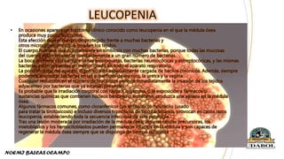 • En ocasiones aparece un trastorno clínico conocido como leucopenia en el que la médula ósea
produce muy pocos leucocitos.
Esta afección deja el cuerpo desprotegido frente a muchas bacterias y
otros microorganismos que invaden los tejidos.
El cuerpo humano vive normalmente en simbiosis con muchas bacterias, porque todas las mucosas
del cuerpo están expuestas constantemente a un gran número de bacterias.
La boca contiene casi siempre varias espiroquetas, bacterias neumocócicas y estreptocócicas, y las mismas
bacterias están presentes en menor grado en todo el aparato respiratorio.
La porción distal del aparato digestivo está especialmente cargada de bacilos colónicos. Además, siempre
podemos encontrar bacterias en las superficies de los ojos, la uretra y la vagina.
Cualquier reducción en el número de leucocitos permite inmediatamente la invasión de los tejidos
adyacentes por bacterias que ya estaban presentes.
Es probable que la irradiación corporal con rayos X o gamma, o la exposición a fármacos o
sustancias químicas que contienen núcleos benceno o antraceno, produzca una aplasia en la médula
ósea.
Algunos fármacos comunes, como cloranfenicol (un antibiótico), tiouracilo (usado
para tratar la tirotoxicosis) e incluso diversos hipnóticos de tipo barbitúrico, provocan en casos raros
leucopenia, estableciendo toda la secuencia infecciosa de esta patología.
Tras una lesión moderada por irradiación de la médula ósea, algunas células precursoras, los
mieloblastos y los hemocitoblastos pueden permanecer intactos en la médula y son capaces de
regenerar la médula ósea siempre que se disponga de tiempo suficiente
LEUCOPENIA
 