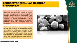 LEUCOCITOS (CELULAS BLANCAS
SANGUINEAS)
Los leucocitos, también llamados células blancas
sanguíneas, son las unidades móviles del sistema
protector del organismo. Se forman en parte en
la médula ósea (granulocitos y monocitos y unos
pocos linfocitos) y en parte en el tejido linfático
(linfocitos y células plasmáticas). Tras su
formación, son transportados en la sangre a
diferentes partes del organismo donde son
necesarios.
El valor real de los leucocitos es que la mayoría
de ellos se transportan específicamente a zonas
de infección e inflamación intensas, lo que
constituye una defensa rápida y potente frente a
los microorganismos infecciosos. Como veremos
más adelante, los granulocitos y los monocitos
tienen una especial capacidad para «buscar y
destruir» un invasor extraño
ANDRES RODRIGO USTAREZ PARIS
 