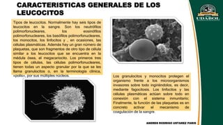 CARACTERISTICAS GENERALES DE LOS
LEUCOCITOS
Tipos de leucocitos. Normalmente hay seis tipos de
leucocitos en la sangre. Son los neutrófilos
polimorfonucleares, los eosinófilos
polimorfonucleares, los basófilos polimorfonucleares,
los monocitos, los linfocitos y , en ocasiones, las
células plasmáticas. Además hay un gran número de
plaquetas, que son fragmentos de otro tipo de célula
similar a los leucocitos que se encuentra en la
médula ósea, el megacariocito. Los primeros tres
tipos de células, las células polimorfonucleares,
tienen todas un aspecto granular por la que se les
llama granulocitos o, en la terminología clínica,
«polis», por sus múltiples núcleos. Los granulocitos y monocitos protegen el
organismo frente a los microorganismos
invasores sobre todo ingiriéndolos, es decir,
mediante fagocitosis. Los linfocitos y las
células plasmáticas actúan sobre todo en
conexión con el sistema inmunitario;
Finalmente, la función de las plaquetas es en
concreto activar el mecanismo de
coagulación de la sangre.
ANDRES RODRIGO USTAREZ PARIS
 