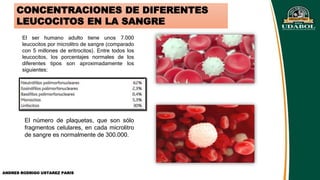 CONCENTRACIONES DE DIFERENTES
LEUCOCITOS EN LA SANGRE
El ser humano adulto tiene unos 7.000
leucocitos por microlitro de sangre (comparado
con 5 millones de eritrocitos). Entre todos los
leucocitos, los porcentajes normales de los
diferentes tipos son aproximadamente los
siguientes:
El número de plaquetas, que son sólo
fragmentos celulares, en cada microlitro
de sangre es normalmente de 300.000.
ANDRES RODRIGO USTAREZ PARIS
 