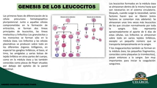 GENESIS DE LOS LEUCOCITOS
Las primeras fases de diferenciación de la
célula precursora hematopoyética
pluripotencial. Junto a aquellas células
comprometidas en la formación de
eritrocitos, se forman dos líneas
principales de leucocitos, las líneas
mielocítica y linfocítica Los granulocitos y
los monocitos se forman sólo en la
médula ósea. Los linfocitos y las células
plasmáticas se producen sobre todo en
los diferentes órganos linfógenos, en
especial los ganglios linfáticos, el bazo, el
timo, las amígdalas y varias bolsas de
tejido linfático en otras partes del cuerpo,
como en la médula ósea y las también
conocidas como placas de Peyer situadas
por debajo del epitelio de la pared
intestinal.
Los leucocitos formados en la médula ósea
se almacenan dentro de la misma hasta que
son necesarios en el sistema circulatorio.
Después, cuando surge la necesidad, varios
factores hacen que se liberen (estos
factores se comentan más adelante). Se
almacenan unas tres veces más leucocitos
de los que circulan normalmente por toda
la sangre. Esto representa
aproximadamente el aporte de 6 días de
estas células. Los linfocitos se almacenan
sobre todo en varios tejidos linfáticos,
excepto un pequeño número que se
transporta temporalmente en la sangre.
Y los megacariocitos también se forman en
la médula ósea; los pequeños fragmentos,
conocidos como plaquetas (o trombocitos),
pasan entonces a la sangre. Son muy
importantes para iniciar la coagulación
sanguínea.
ANDRES RODRIGO USTAREZ PARIS
 