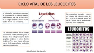 La vida de los granulocitos después
de que salen de la médula ósea es
normalmente de 4-8 h circulando
en la sangre y otros 4-5 días en los
tejidos donde son necesarios.
los monocitos también tienen
un tiempo de tránsito corto, de
10 a 20h en la sangre, antes de
pasar a través de las membranas
capilares hacia los tejidos.
Los linfocitos entran en el sistema
circulatorio continuamente junto al
drenaje de la linfa procedente de los
ganglios linfáticos y otros tejidos
linfáticos. Tras unas horas, salen de
nuevo de la sangre hacia los tejidos
mediante diapédesis.
Gabriela lucia diaz bardales
 