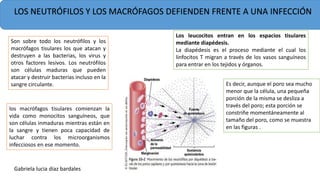 LOS NEUTRÓFILOS Y LOS MACRÓFAGOS DEFIENDEN FRENTE A UNA INFECCIÓN
Son sobre todo los neutrófilos y los
macrófagos tisulares los que atacan y
destruyen a las bacterias, los virus y
otros factores lesivos. Los neutrófilos
son células maduras que pueden
atacar y destruir bacterias incluso en la
sangre circulante.
los macrófagos tisulares comienzan la
vida como monocitos sanguíneos, que
son células inmaduras mientras están en
la sangre y tienen poca capacidad de
luchar contra los microorganismos
infecciosos en ese momento.
Los leucocitos entran en los espacios tisulares
mediante diapédesis.
La diapédesis es el proceso mediante el cual los
linfocitos T migran a través de los vasos sanguíneos
para entrar en los tejidos y órganos.
Es decir, aunque el poro sea mucho
menor que la célula, una pequeña
porción de la misma se desliza a
través del poro; esta porción se
constriñe momentáneamente al
tamaño del poro, como se muestra
en las figuras .
Gabriela lucia diaz bardales
 