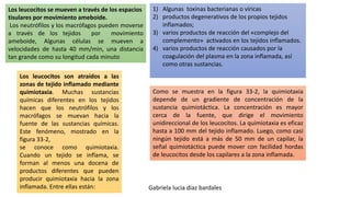 Los leucocitos se mueven a través de los espacios
tisulares por movimiento ameboide.
Los neutrófilos y los macrófagos pueden moverse
a través de los tejidos por movimiento
ameboide, Algunas células se mueven a
velocidades de hasta 40 mm/min, una distancia
tan grande como su longitud cada minuto
Los leucocitos son atraídos a las
zonas de tejido inflamado mediante
quimiotaxia. Muchas sustancias
químicas diferentes en los tejidos
hacen que los neutrófilos y los
macrófagos se muevan hacia la
fuente de las sustancias químicas.
Este fenómeno, mostrado en la
figura 33-2,
se conoce como quimiotaxia.
Cuando un tejido se inflama, se
forman al menos una docena de
productos diferentes que pueden
producir quimiotaxia hacia la zona
inflamada. Entre ellas están:
1) Algunas toxinas bacterianas o víricas
2) productos degenerativos de los propios tejidos
inflamados;
3) varios productos de reacción del «complejo del
complemento» activados en los tejidos inflamados.
4) varios productos de reacción causados por la
coagulación del plasma en la zona inflamada, así
como otras sustancias.
Como se muestra en la figura 33-2, la quimiotaxia
depende de un gradiente de concentración de la
sustancia quimiotáctica. La concentración es mayor
cerca de la fuente, que dirige el movimiento
unidireccional de los leucocitos. La quimiotaxia es eficaz
hasta a 100 mm del tejido inflamado. Luego, como casi
ningún tejido está a más de 50 mm de un capilar, la
señal quimiotáctica puede mover con facilidad hordas
de leucocitos desde los capilares a la zona inflamada.
Gabriela lucia diaz bardales
 