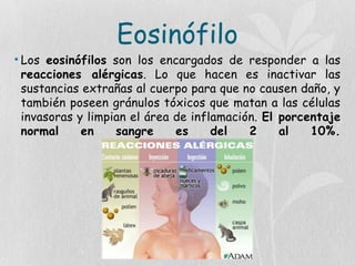 Eosinófilo
• Los eosinófilos son los encargados de responder a las
reacciones alérgicas. Lo que hacen es inactivar las
sustancias extrañas al cuerpo para que no causen daño, y
también poseen gránulos tóxicos que matan a las células
invasoras y limpian el área de inflamación. El porcentaje
normal en sangre es del 2 al 10%.
 