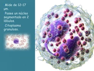 •Mide de 12–17
μm.
•Posee un núcleo
segmentado en 2
lóbulos.
•Citoplasma
granuloso.
 