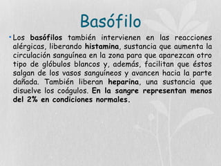 Basófilo
• Los basófilos también intervienen en las reacciones
alérgicas, liberando histamina, sustancia que aumenta la
circulación sanguínea en la zona para que aparezcan otro
tipo de glóbulos blancos y, además, facilitan que éstos
salgan de los vasos sanguíneos y avancen hacia la parte
dañada. También liberan heparina, una sustancia que
disuelve los coágulos. En la sangre representan menos
del 2% en condiciones normales.
 