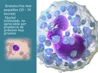 •Granulocitos mas
pequeños (10 – 14
micras)
•Nucleó
bilobulado, no
apreciable por
presencia de
gránulos muy
gruesos.
 