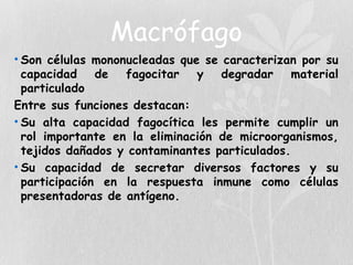 Macrófago
• Son células mononucleadas que se caracterizan por su
capacidad de fagocitar y degradar material
particulado
Entre sus funciones destacan:
• Su alta capacidad fagocítica les permite cumplir un
rol importante en la eliminación de microorganismos,
tejidos dañados y contaminantes particulados.
• Su capacidad de secretar diversos factores y su
participación en la respuesta inmune como células
presentadoras de antígeno.
 