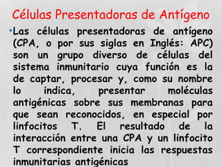 Células Presentadoras de Antígeno
•Las células presentadoras de antígeno
(CPA, o por sus siglas en Inglés: APC)
son un grupo diverso de células del
sistema inmunitario cuya función es la
de captar, procesar y, como su nombre
lo indica, presentar moléculas
antigénicas sobre sus membranas para
que sean reconocidos, en especial por
linfocitos T. El resultado de la
interacción entre una CPA y un linfocito
T correspondiente inicia las respuestas
inmunitarias antigénicas
 