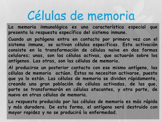 Células de memoria
La memoria inmunológica es una característica especial que
presenta la respuesta específica del sistema inmune.
Cuando un patógeno entra en contacto por primera vez con el
sistema inmune, se activan células específicas. Esta activación
consiste en la transformación de células naive en dos formas
celulares; unas, son las células activas, que actuarán sobre los
antígenos. Las otras, son las células de memoria.
Al producirse un posterior contacto con ese mismo antígeno, las
células de memoria actúan. Éstas no necesitan activarse, puesto
que ya lo están. Las células de memoria se dividen rápidamente,
creando una gran población de células activadas, de las que,
parte se transformarán en células atacantes, y otra parte, de
nuevo en otras células de memoria.
La respuesta producida por las células de memoria es más rápida
y más duradera. De esta forma, el antígeno será destruido con
mayor rapidez y no se producirá la enfermedad.
 
