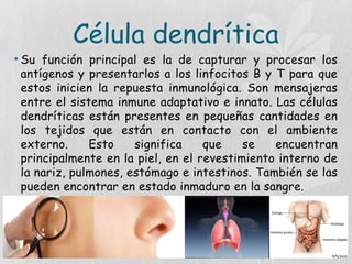 Célula dendrítica
• Su función principal es la de capturar y procesar los
antígenos y presentarlos a los linfocitos B y T para que
estos inicien la repuesta inmunológica. Son mensajeras
entre el sistema inmune adaptativo e innato. Las células
dendríticas están presentes en pequeñas cantidades en
los tejidos que están en contacto con el ambiente
externo. Esto significa que se encuentran
principalmente en la piel, en el revestimiento interno de
la nariz, pulmones, estómago e intestinos. También se las
pueden encontrar en estado inmaduro en la sangre.
 