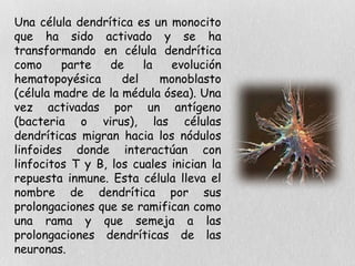 Una célula dendrítica es un monocito
que ha sido activado y se ha
transformando en célula dendrítica
como parte de la evolución
hematopoyésica del monoblasto
(célula madre de la médula ósea). Una
vez activadas por un antígeno
(bacteria o virus), las células
dendríticas migran hacia los nódulos
linfoides donde interactúan con
linfocitos T y B, los cuales inician la
repuesta inmune. Esta célula lleva el
nombre de dendrítica por sus
prolongaciones que se ramifican como
una rama y que semeja a las
prolongaciones dendríticas de las
neuronas.
 