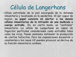 Célula de Langerhans
• Célula estrellada de la piel encargada de la defensa
inmunitaria y localizada en la epidermis. Al ser capaz de
migrar, su papel consiste en alertar a las demás
células inmunitarias de la intrusión de una molécula o
cuerpo extraño. Es, en cierto modo, un "centinela"
inmunitario. La célula de Langerhans es capaz de
fagocitar partículas consideradas como extrañas tales
como los virus. Puede asimismo estimular la producción
de ciertos linfocitos. Pero las exposiciones excesivas y
constantes a los rayos UV pueden provocar un declive de
su función inmunitaria cutánea.
 