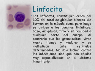 Linfocito
• Los linfocitos, constituyen cerca del
30% del total de glóbulos blancos. Se
forman en la médula ósea, pero luego
se dirigen a los ganglios linfáticos,
bazo, amígdalas, timo y en realidad a
cualquier parte del cuerpo. Al
contrario que los granulocitos, viven
mucho tiempo y maduran y se
multiplican ante estímulos
determinados. No sólo luchan contra
las infecciones sino que son células
muy especializadas en el sistema
inmunitario.
 