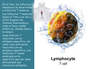 En el timo, los linfocitos
inmaduros se desarrollan
a linfocitos T maduros.
Los linfocitos T maduros
dejan el Timo y se van a
otros órganos del
Sistema Inmunológico,
como el bazo, nodos
linfáticos, médula ósea y
la sangre.
Cada linfocito T
reacciona con un
antígeno específico, así
como cada anticuerpo
reacciona con un
antígeno específico. Los
linfocitos T tienen
moléculas en la
superficie que son como
anticuerpos que
reconocen antígenos.
 