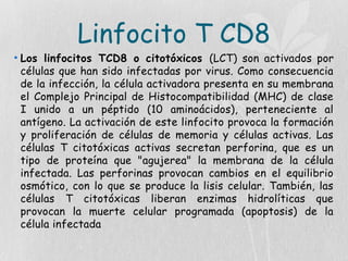 Linfocito T CD8
• Los linfocitos TCD8 o citotóxicos (LCT) son activados por
células que han sido infectadas por virus. Como consecuencia
de la infección, la célula activadora presenta en su membrana
el Complejo Principal de Histocompatibilidad (MHC) de clase
I unido a un péptido (10 aminoácidos), perteneciente al
antígeno. La activación de este linfocito provoca la formación
y proliferación de células de memoria y células activas. Las
células T citotóxicas activas secretan perforina, que es un
tipo de proteína que "agujerea" la membrana de la célula
infectada. Las perforinas provocan cambios en el equilibrio
osmótico, con lo que se produce la lisis celular. También, las
células T citotóxicas liberan enzimas hidrolíticas que
provocan la muerte celular programada (apoptosis) de la
célula infectada
 