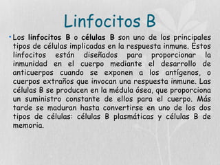 Linfocitos B
• Los linfocitos B o células B son uno de los principales
tipos de células implicadas en la respuesta inmune. Estos
linfocitos están diseñados para proporcionar la
inmunidad en el cuerpo mediante el desarrollo de
anticuerpos cuando se exponen a los antígenos, o
cuerpos extraños que invocan una respuesta inmune. Las
células B se producen en la médula ósea, que proporciona
un suministro constante de ellos para el cuerpo. Más
tarde se maduran hasta convertirse en uno de los dos
tipos de células: células B plasmáticas y células B de
memoria.
 