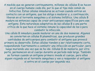 A medida que se generan continuamente, millones de células B se hacen
en el cuerpo humano cada día, por lo que el tipo más común de
linfocitos. Estas células inmaduras se activan cuando entran en
contacto con un antígeno, que los obliga a madurar y, a continuación,
liberan en el torrente sanguíneo y el sistema linfático. Una célula B
madura es entonces capaz de crear anticuerpos específicos para ese
antígeno. Esta naturaleza adaptativa de las células B a una parte
crítica de la que hace el sistema inmune la capacidad de los s para
combatir la infección.
Una célula B inmadura puede madurar en una de dos maneras. Algunos
se convierten en células B plasmáticas, que producen grandes
cantidades de anticuerpos para combatir el antígeno que provocó
primero su desarrollo. Estas células tienden a ser relativamente corta,
respondiendo fuertemente a combatir una infección en particular, pero
luego muriendo una vez que se ha ido. Células B de memoria, por otra
parte, permanecen en el cuerpo durante un período más largo. También
se forman cuando un antígeno primero invade el cuerpo, pero ellos
siguen viajando en el torrente sanguíneo y van a responder al antígeno
si entra en el cuerpo por segunda vez.
 