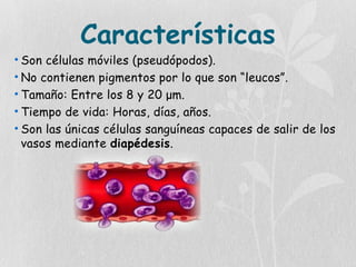 Características
• Son células móviles (pseudópodos).
• No contienen pigmentos por lo que son “leucos”.
• Tamaño: Entre los 8 y 20 μm.
• Tiempo de vida: Horas, días, años.
• Son las únicas células sanguíneas capaces de salir de los
vasos mediante diapédesis.
 