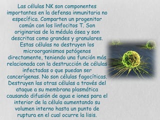 Las células NK son componentes
importantes en la defensa inmunitaria no
específica. Comparten un progenitor
común con los linfocitos T. Son
originarias de la médula ósea y son
descritas como grandes y granulares.
Estas células no destruyen los
microorganismos patógenos
directamente, teniendo una función más
relacionada con la destrucción de células
infectadas o que puedan ser
cancerígenas. No son células fagocíticas.
Destruyen las otras células a través del
ataque a su membrana plasmática
causando difusión de agua e iones para el
interior de la célula aumentando su
volumen interno hasta un punto de
ruptura en el cual ocurre la lisis.
 