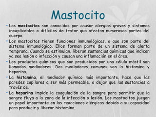Mastocito
• Los mastocitos son conocidos por causar alergias graves y síntomas
inexplicables o difíciles de tratar que afectan numerosas partes del
cuerpo.
• Los mastocitos tienen funciones inmunológicas, o que son parte del
sistema inmunológico. Ellos forman parte de un sistema de alerta
temprana. Cuando se estimulan, liberan sustancias químicas que indican
ya sea lesión o infección y causan una inflamación en el área.
• Los productos químicos que son producidos por una célula mástil son
llamados mediadores. Dos mediadores comunes son la histamina y
heparina.
• La histamina, el mediador químico más importante, hace que las
paredes capilares a ser más permeable, o dejar que las sustancias a
través de.
• La heparina impide la coagulación de la sangre para permitir que la
sangre fluya a la zona de la infección o lesión. Los mastocitos juegan
un papel importante en las reacciones alérgicas debido a su capacidad
para producir y liberar histamina.
 