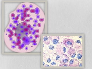 leucocitos , globulos blancos y celulas.