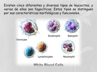 Existen cinco diferentes y diversos tipos de leucocitos, y
varios de ellos son fagocíticos. Estos tipos se distinguen
por sus características morfológicas y funcionales.
 