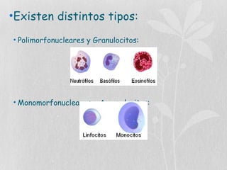 •Existen distintos tipos:
• Polimorfonucleares y Granulocitos:
• Monomorfonucleares y Agranulocitos:
 