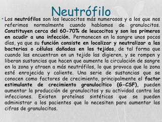 Neutrófilo
• Los neutrófilos son los leucocitos más numerosos y a los que nos
referimos normalmente cuando hablamos de granulocitos.
Constituyen cerca del 60-70% de leucocitos y son los primeros
en acudir a una infección. Permanecen en la sangre unos pocos
días, ya que su función consiste en localizar y neutralizar a las
bacterias o células dañadas en los tejidos, de tal forma que
cuando las encuentran en un tejido las digieren, y se rompen y
liberan sustancias que hacen que aumente la circulación de sangre
en la zona y atraen a más neutrófilos, lo que provoca que la zona
esté enrojecida y caliente. Una serie de sustancias que se
conocen como factores de crecimiento, principalmente el factor
estimulante de crecimiento granulocítico (G-CSF), pueden
aumentar la producción de granulocitos y su actividad contra las
infecciones. Existen proteínas sintéticas que se pueden
administrar a los pacientes que lo necesiten para aumentar las
cifras de granulocitos.
 