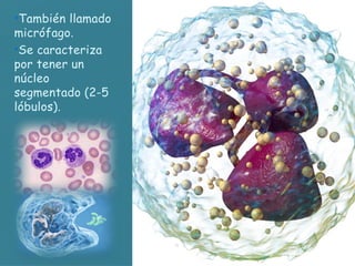 •También llamado
micrófago.
•Se caracteriza
por tener un
núcleo
segmentado (2-5
lóbulos).
 