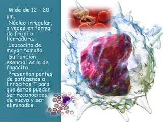 •Mide de 12 – 20
μm.
•Núcleo irregular,
a veces en forma
de frijol o
herradura.
•Leucocito de
mayor tamaño.
•Su función
esencial es la de
fagocito.
•Presentan partes
de patógenos a
linfocitos T para
que éstos puedan
ser reconocidos
de nuevo y ser
eliminados.
 