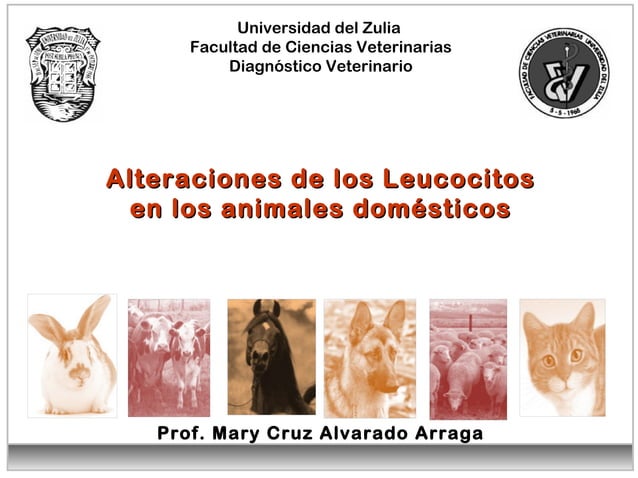 Leucocitos Clase De Diagnostico Vet PPT