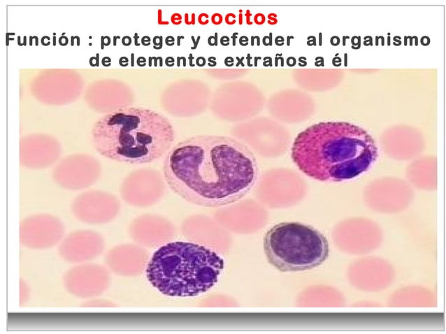 Leucocitos Clase De Diagnostico Vet PPT