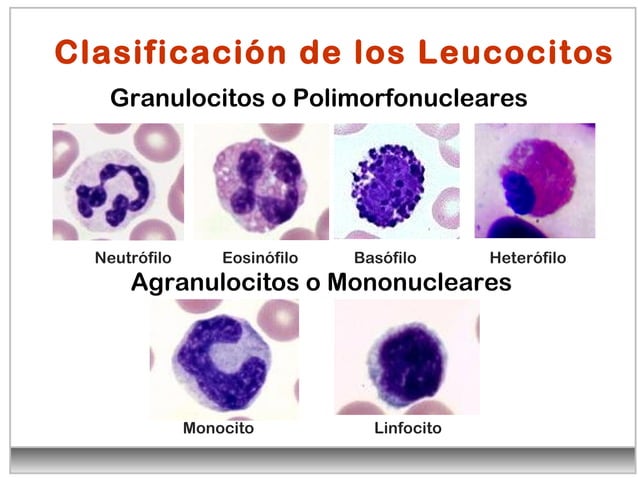 Leucocitos Clase De Diagnostico Vet PPT