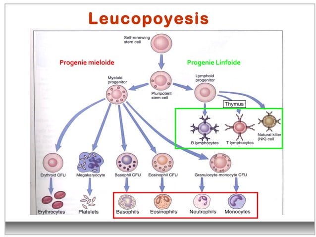 Leucocitos Clase De Diagnostico Vet PPT