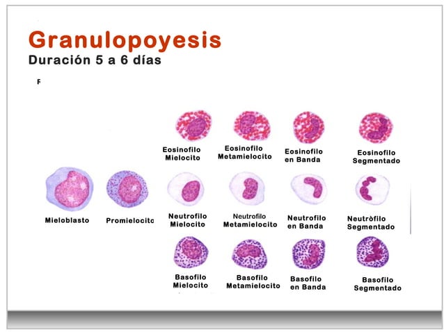 Leucocitos Clase De Diagnostico Vet PPT