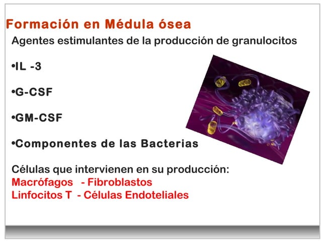 Leucocitos Clase De Diagnostico Vet PPT