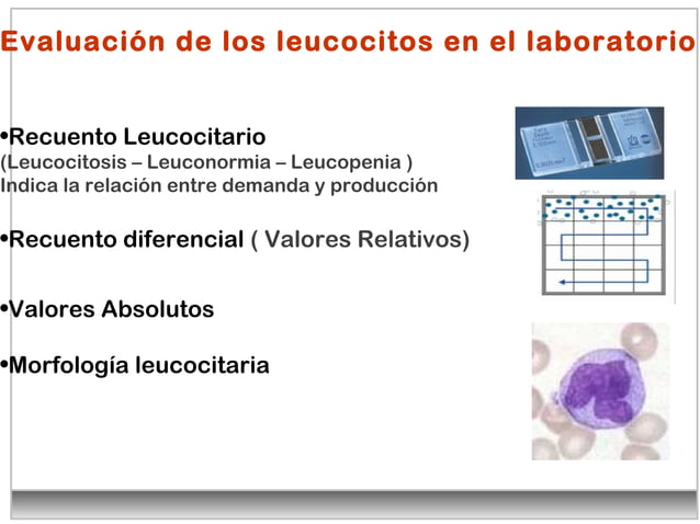 Leucocitos Clase De Diagnostico Vet PPT