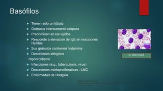 Basófilos
 Tienen sólo un lóbulo
 Gránulos intensamente púrpura
 Predominan en los tejidos
 Responde a elevación de IgE en reacciones
rápidas
 Sus gránulos contienen histamina
 Desordenes alérgicos
Hipotiroidismo
 Infecciones (e.g., tuberculosis, virus)
 Desordenes mieloproliferativas : LMC
 Enfermedad de Hodgkin
0-100 mm3
Williams Hematology, 9e
Kenneth Kaushansky, Marshall A. Lichtman, Josef T. Prchal, Marcel M. Levi, Oliver W. Press,
Michael Caligiuri
 
