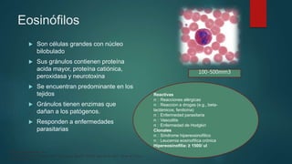 Eosinófilos
 Son células grandes con núcleo
bilobulado
 Sus gránulos contienen proteína
acida mayor, proteína catiónica,
peroxidasa y neurotoxina
 Se encuentran predominante en los
tejidos
 Gránulos tienen enzimas que
dañan a los patógenos.
 Responden a enfermedades
parasitarias
Reactivas
n Reacciones alérgicas
n Reaccion a drogas (e.g., beta-
lactámicos, fenitoína)
n Enfermedad parasitaria
n Vasculitis
n Enfermedad de Hodgkin
Clonales
n Síndrome hipereosinofílico
n Leucemia eosinofílica crónica
Hipereosinofilia: ≥ 1500/ ul
100-500mm3
Williams Hematology, 9e
Kenneth Kaushansky, Marshall A. Lichtman, Josef T. Prchal, Marcel M. Levi, Oliver W. Press,
Michael Caligiuri
 
