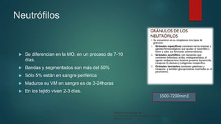 Neutrófilos
 Se diferencian en la MO, en un proceso de 7-10
días.
 Bandas y segmentados son más del 50%
 Sólo 5% están en sangre periférica
 Maduros su VM en sangre es de 3-24horas
 En los tejido viven 2-3 días.
1500-7200mm3
Williams Hematology, 9e
Kenneth Kaushansky, Marshall A. Lichtman, Josef T. Prchal, Marcel M. Levi, Oliver W. Press,
Michael Caligiuri
 