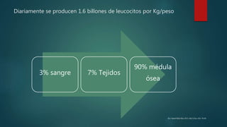 Diariamente se producen 1.6 billones de leucocitos por Kg/peso
3% sangre 7% Tejidos
90% médula
ósea
Rev Sanid Milit Mex 2012; 66(1) Ene.-Feb: 38-46
 