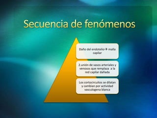 Daño del endotelio malla
capilar
2.unión de vasos arteriales y
venosos que remplaza a la
red capilar dañada
Los cortocircuitos se dilatan
y cambian por actividad
vasculogena blanca
 