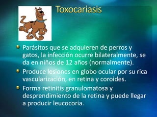 Parásitos que se adquieren de perros y
gatos, la infección ocurre bilateralmente, se
da en niños de 12 años (normalmente).
Produce lesiones en globo ocular por su rica
vascularización, en retina y coroides.
Forma retinitis granulomatosa y
desprendimiento de la retina y puede llegar
a producir leucocoria.
 
