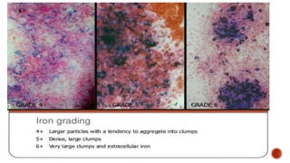 Leucocyte Cytochemistry