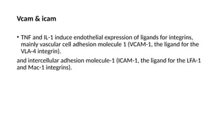 leucocyte endothelial cell intereactions.pptx